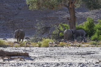 Angolan springboks (Antidorcas angolensis) and desert elephants (Loxodonta africana) in the Hoanib