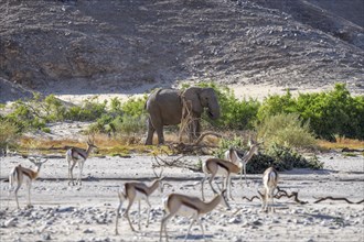 Angolan springbok (Antidorcas angolensis) and desert elephant (Loxodonta africana) in the Hoanib