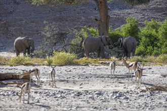 Angolan springboks (Antidorcas angolensis) and desert elephants (Loxodonta africana) in the Hoanib