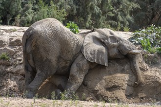 Desert elephant (Loxodonta africana) taking a sand bath in the Hoarusib dry river, Kaokoveld,