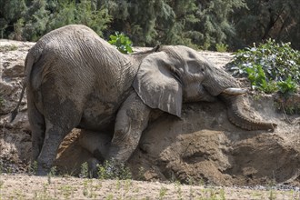 Desert elephant (Loxodonta africana) taking a sand bath in the Hoarusib dry river, Kaokoveld,