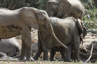 Desert elephants (Loxodonta africana) taking a mud bath in the Hoarusib dry river, Kaokoveld,