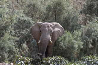 Desert elephant (Loxodonta africana) in the Hoarusib dry river, Kaokoveld, Kunene region, Namibia,