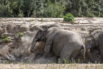 Desert elephants (Loxodonta africana) taking a sand bath in the Hoarusib dry river, Kaokoveld,