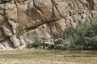 Desert elephants (Loxodonta africana) taking a mud bath in the Hoarusib dry river, Kaokoveld,