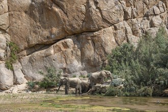 Desert elephants (Loxodonta africana) taking a mud bath in the Hoarusib dry river, Kaokoveld,