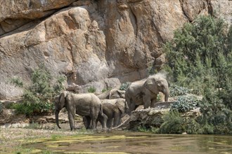 Desert elephants (Loxodonta africana) taking a mud bath in the Hoarusib dry river, Kaokoveld,