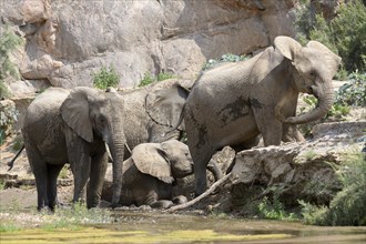 Desert elephants (Loxodonta africana) taking a mud bath in the Hoarusib dry river, Kaokoveld,