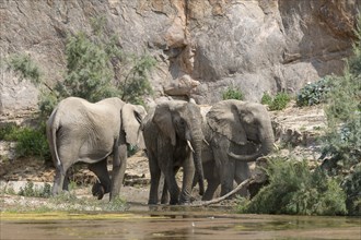 Desert elephants (Loxodonta africana) taking a mud bath in the Hoarusib dry river, Kaokoveld,