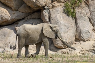 Desert elephant (Loxodonta africana) in the Hoarusib dry river, Kaokoveld, Kunene region, Namibia,