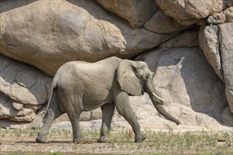 Desert elephant (Loxodonta africana) in the Hoarusib dry river, Kaokoveld, Kunene region, Namibia,