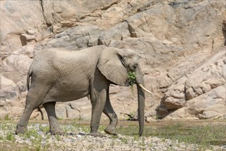 Desert elephant (Loxodonta africana) in the Hoarusib dry river, Kaokoveld, Kunene region, Namibia,