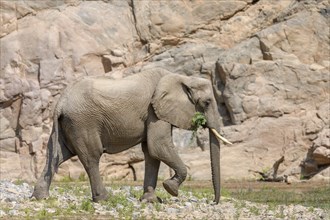 Desert elephant (Loxodonta africana) in the Hoarusib dry river, Kaokoveld, Kunene region, Namibia,