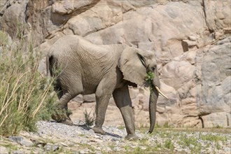 Desert elephant (Loxodonta africana) in the Hoarusib dry river, Kaokoveld, Kunene region, Namibia,