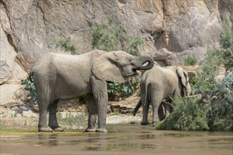 Desert elephants (Loxodonta africana) in the Hoarusib dry river, Kaokoveld, Kunene region, Namibia,