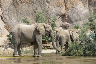 Desert elephants (Loxodonta africana) in the Hoarusib dry river, Kaokoveld, Kunene region, Namibia,