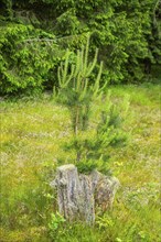 Scots pine (Pinus sylvestris) tree growing in a forest, Bavaria, Germany, Europe