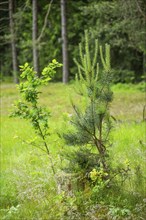 Scots pine (Pinus sylvestris) and Pedunculate oak (Quercus robur) tree growing in a forest,