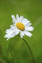 Close-up of oxeye daisy (leucanthemum vulgare) blossoms in spring, Bavaria, Germany, Europe