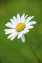 Close-up of oxeye daisy (leucanthemum vulgare) blossoms in spring, Bavaria, Germany, Europe