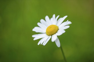 Close-up of oxeye daisy (leucanthemum vulgare) blossoms in spring, Bavaria, Germany, Europe