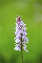 Close-up of broad-leaved marsh orchid (dactylorhiza majalis) blossoms in spring, Bavaria, Germany,