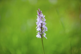 Close-up of broad-leaved marsh orchid (dactylorhiza majalis) blossoms in spring, Bavaria, Germany,