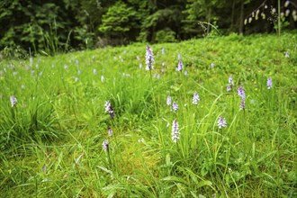 Close-up of broad-leaved marsh orchid (dactylorhiza majalis) blossoms in spring, Bavaria, Germany,