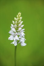 Close-up of broad-leaved marsh orchid (dactylorhiza majalis) blossoms in spring, Bavaria, Germany,