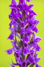 Close-up of broad-leaved marsh orchid (dactylorhiza majalis) blossoms in spring, Bavaria, Germany,