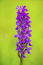 Close-up of broad-leaved marsh orchid (dactylorhiza majalis) blossoms in spring, Bavaria, Germany,