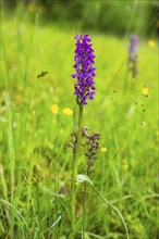 Close-up of broad-leaved marsh orchid (dactylorhiza majalis) blossoms in spring, Bavaria, Germany,