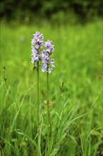 Close-up of broad-leaved marsh orchid (dactylorhiza majalis) blossoms in spring, Bavaria, Germany,