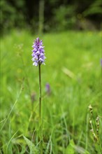 Close-up of broad-leaved marsh orchid (dactylorhiza majalis) blossoms in spring, Bavaria, Germany,