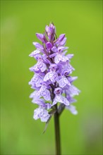 Close-up of broad-leaved marsh orchid (dactylorhiza majalis) blossoms in spring, Bavaria, Germany,