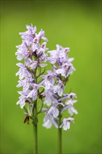 Close-up of broad-leaved marsh orchid (dactylorhiza majalis) blossoms in spring, Bavaria, Germany,