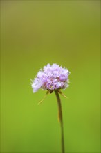 Close-up of common foxglove sea thrift (armeria maritima) blossoms in spring, Bavaria, Germany,