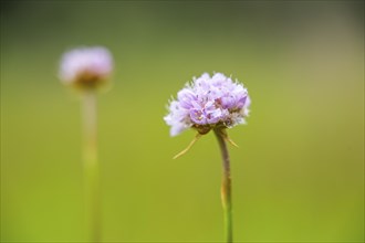 Close-up of common foxglove sea thrift (armeria maritima) blossoms in spring, Bavaria, Germany,