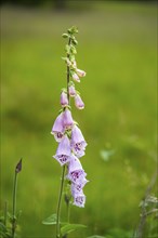 Close-up of common foxglove (digitalis purpurea) blossoms in spring, Bavaria, Germany, Europe