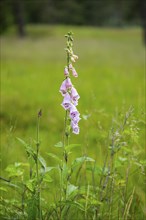 Close-up of common foxglove (digitalis purpurea) blossoms in spring, Bavaria, Germany, Europe