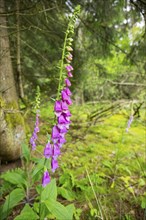 Close-up of common foxglove (digitalis purpurea) blossoms in spring, Bavaria, Germany, Europe