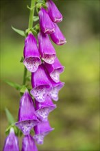 Close-up of common foxglove (digitalis purpurea) blossoms in spring, Bavaria, Germany, Europe