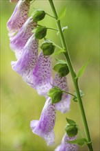 Close-up of common foxglove (digitalis purpurea) blossoms in spring, Bavaria, Germany, Europe