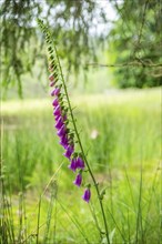 Close-up of common foxglove (digitalis purpurea) blossoms in spring, Bavaria, Germany, Europe