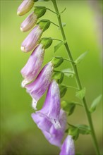 Close-up of common foxglove (digitalis purpurea) blossoms in spring, Bavaria, Germany, Europe