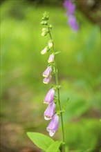 Close-up of common foxglove (digitalis purpurea) blossoms in spring, Bavaria, Germany, Europe