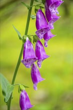 Close-up of common foxglove (digitalis purpurea) blossoms in spring, Bavaria, Germany, Europe