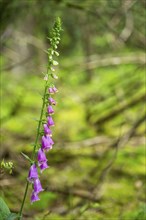 Close-up of common foxglove (digitalis purpurea) blossoms in spring, Bavaria, Germany, Europe