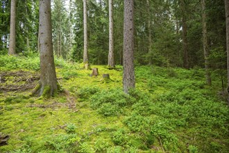 Scots pine (Pinus sylvestris) and Norway spruce (Picea abies) tree trunks in a forest, Bavaria,