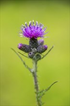 Close-up of a European swamp thistle (Cirsium palustre) blossom in spring, Bavaria, Germany, Europe